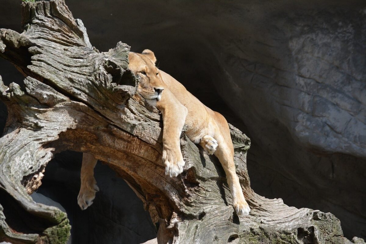 A lion, laying lazily on a branch. It can be tough to figure out how to start running when out of shape.