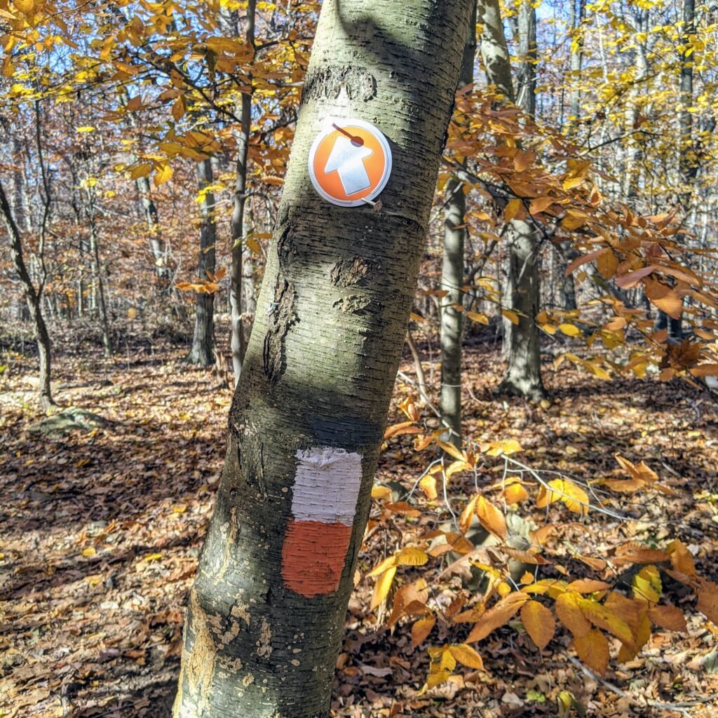A small tree with an orange and white blaze, as well as an orange circle with a white arrow. Both mark the Interpretive Trail.