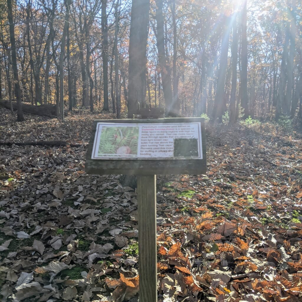 A sign post with a sign identifying a local plant. These are scattered around the Interpretive Trail.
