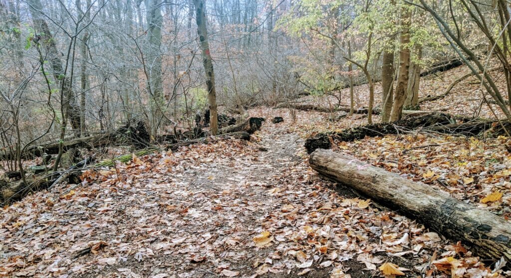 A downed log on the right has a red arrow on it, marking the exit from the Oakdale trail.