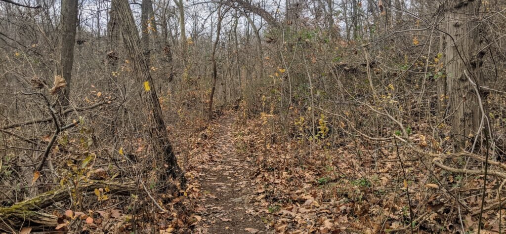 A small path through the woods with a yellow blaze for the Lenape Trail.