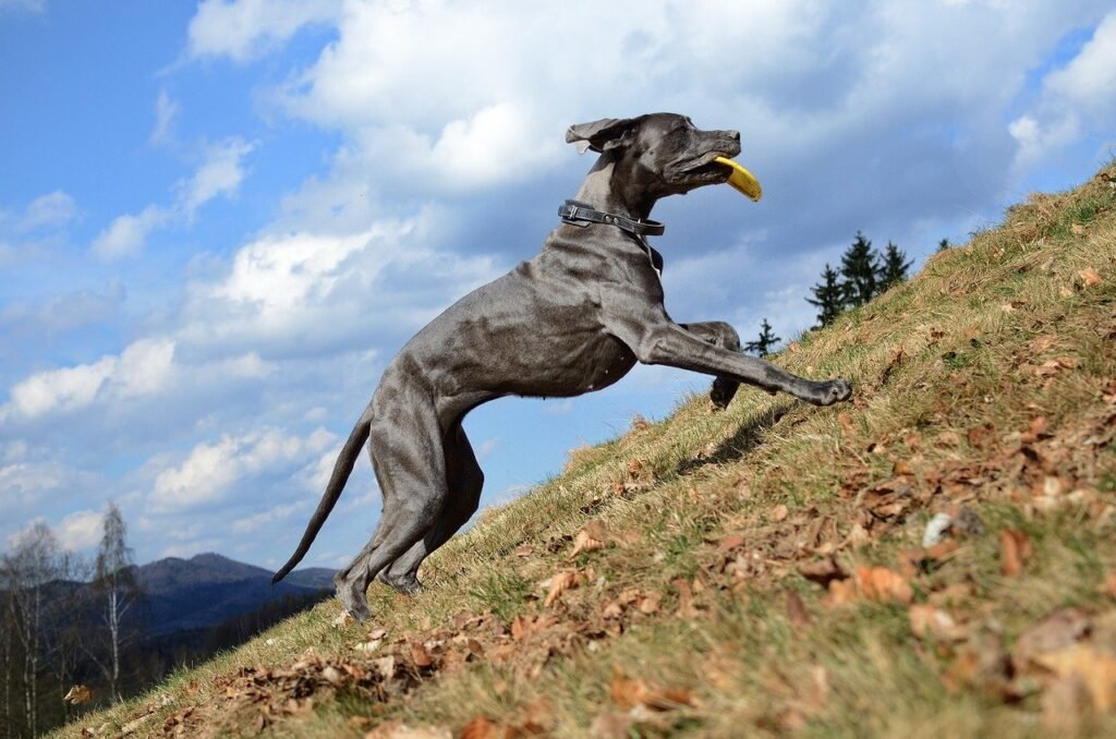 A great dane running up a hill. Running hills makes you stronger.