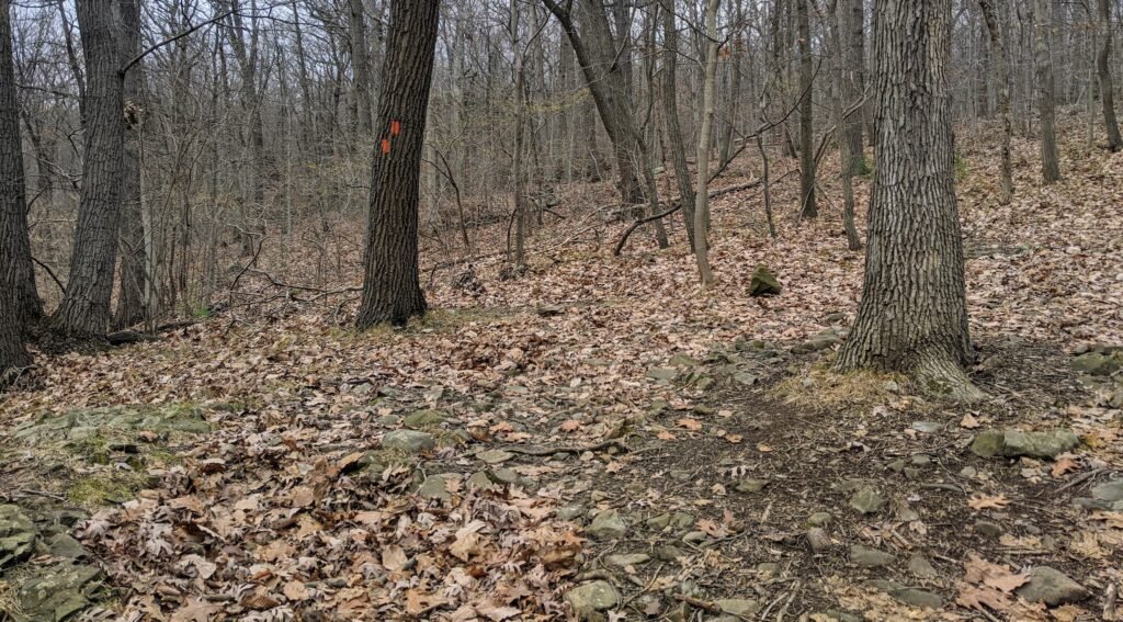 An orange trail blaze indicates a turn in the Turtleback Rock Loop.