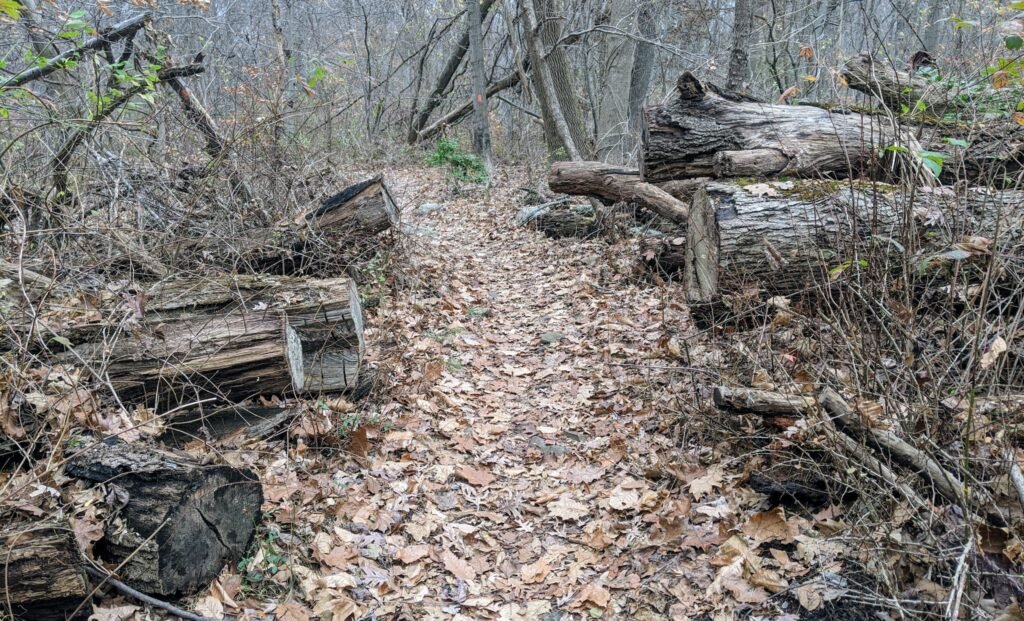 A trail going in between downed trees that have been cut.