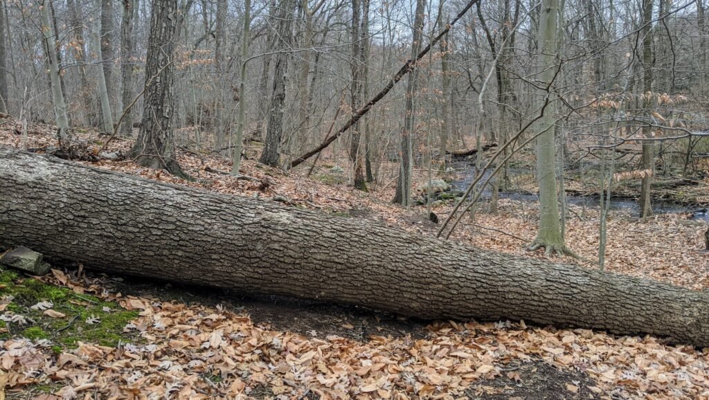 There's a large tree downed across the trail by the stream.
