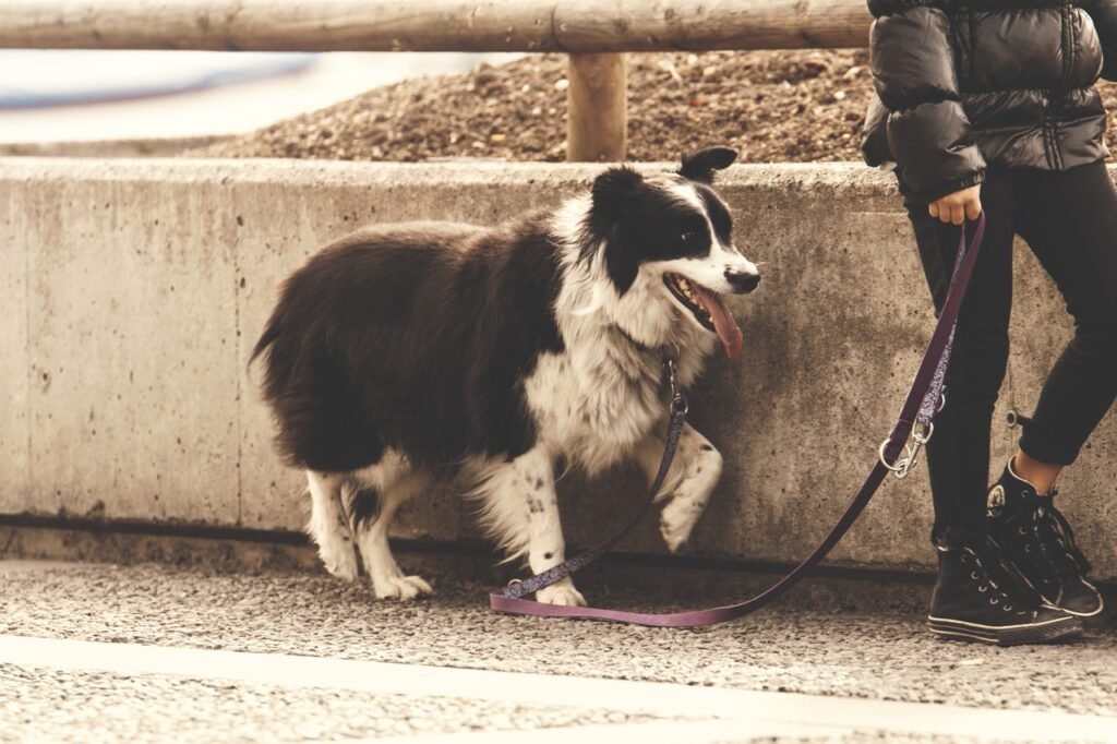 A woman walking ahead of a dog, holding its leash. Walking a dog is a great form of active recovery.