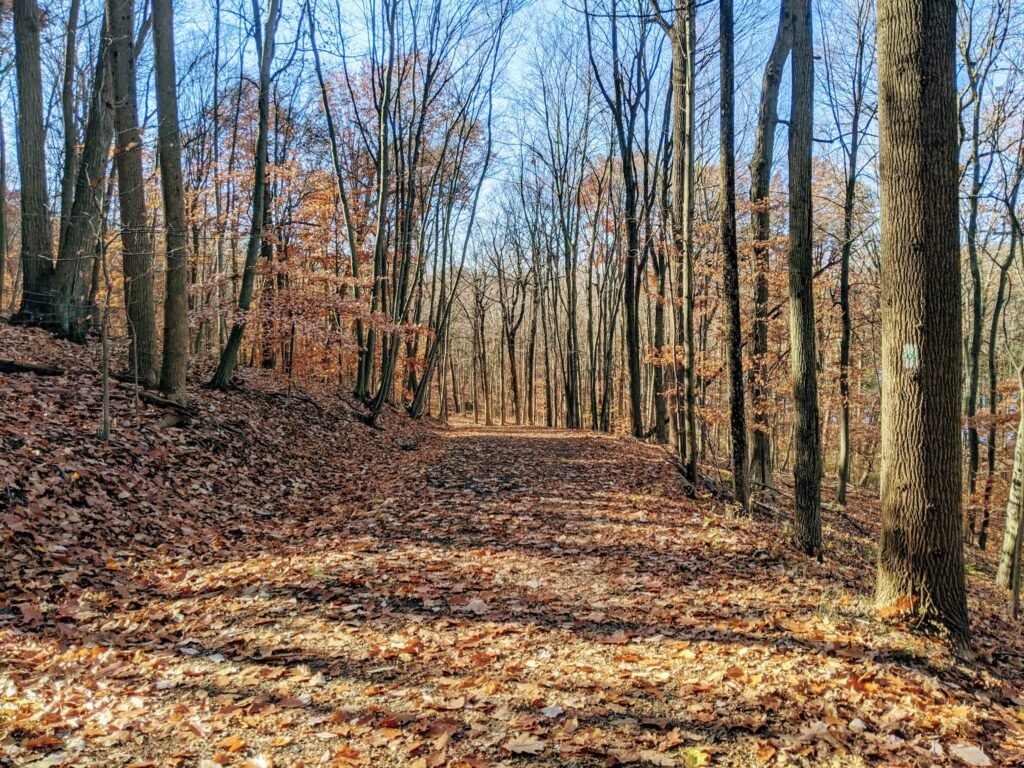 A leaf covered trail, with a blazed tree on the right.