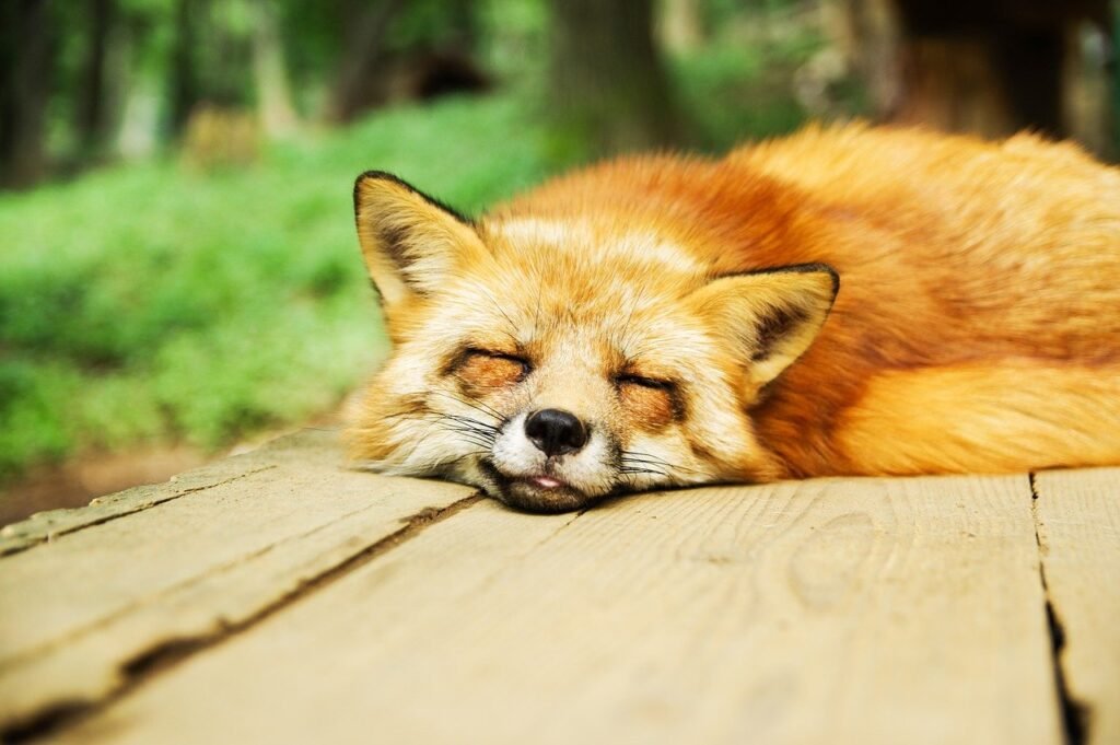 A sleeping fox. Going to bed on time and getting a good night's sleep is an important morning running tip.