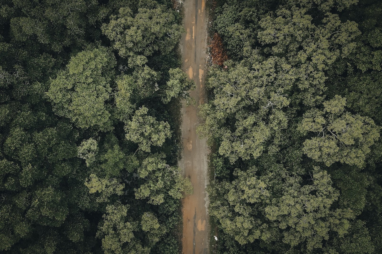 An aerial view of a road through the woods, the long road of recovery from a marathon.