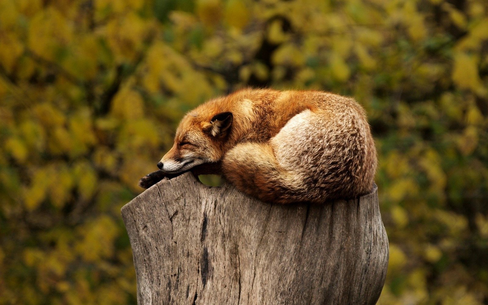 A fox sleeping soundly, resting up so that he can have a good run later.