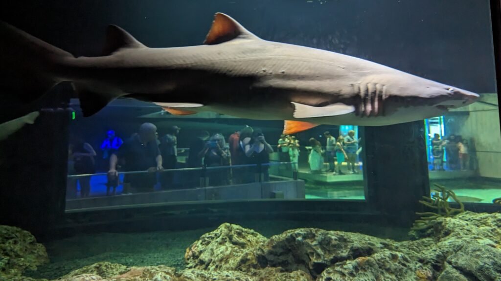 A shark swimming in the National Aquarium in Baltimore.
