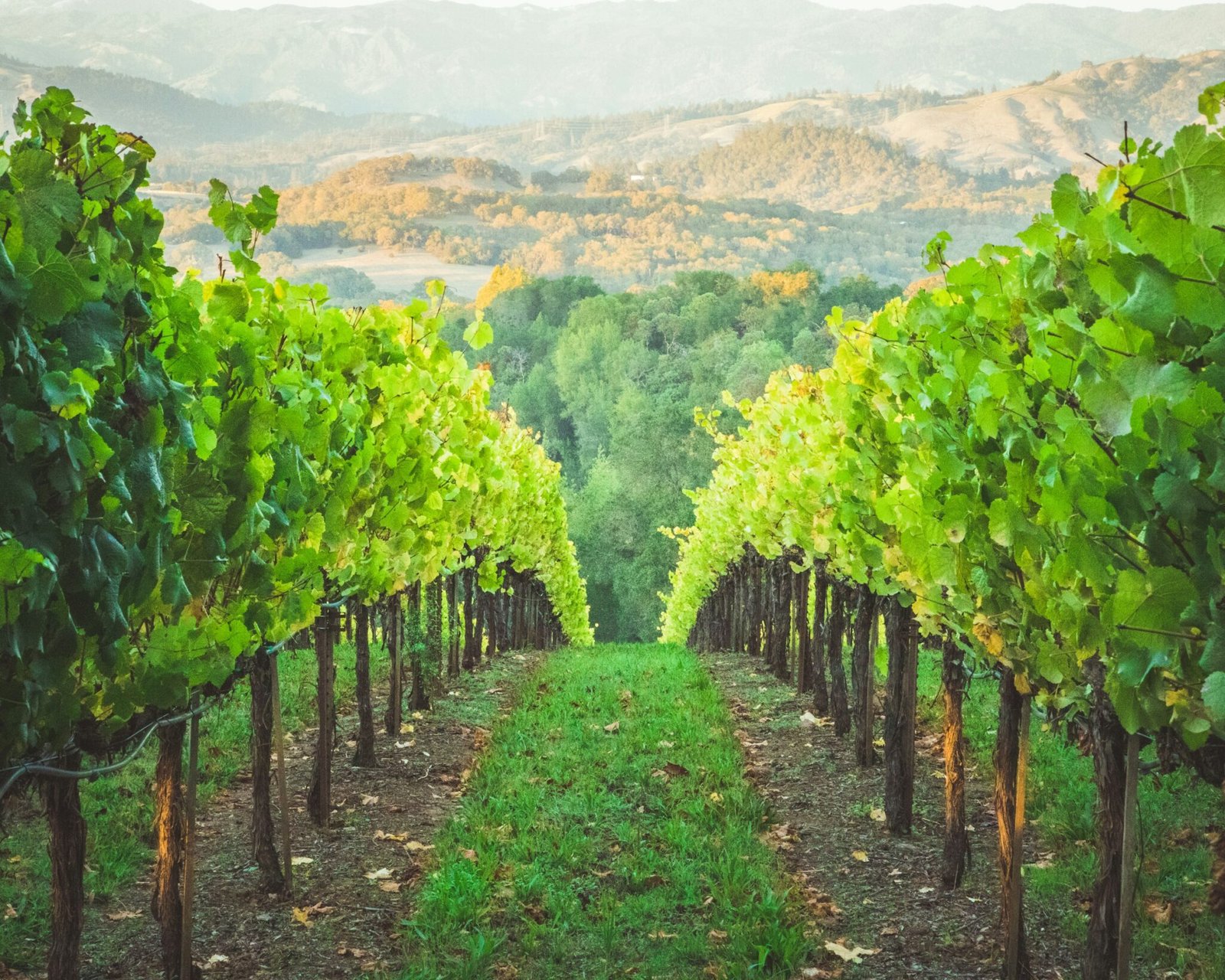 A field of Vineyards, like the ones you'll run through in the Santa Rosa Marathon.